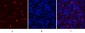 Mcl-1 Polyclonal Antibody